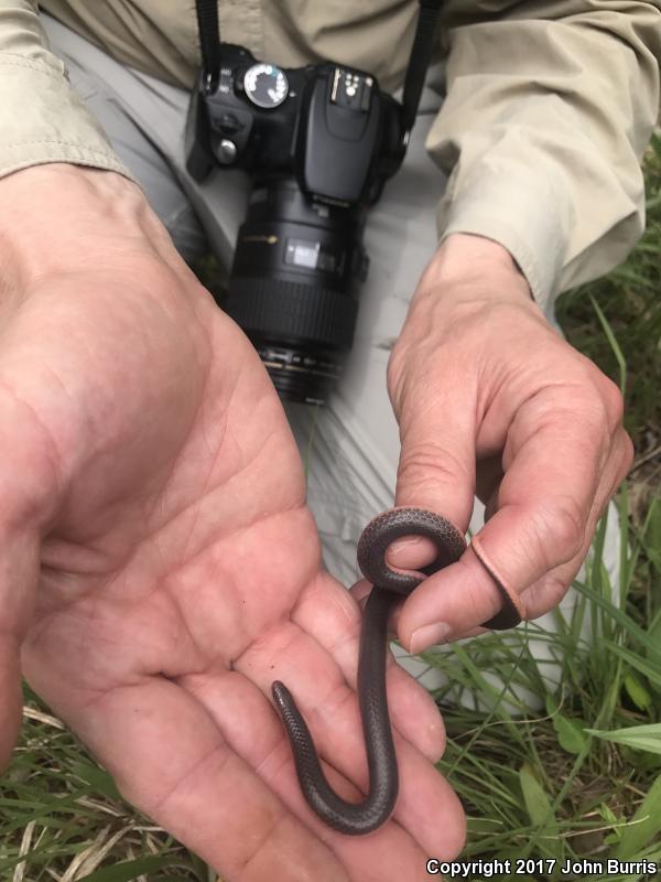 Western Wormsnake (Carphophis vermis)