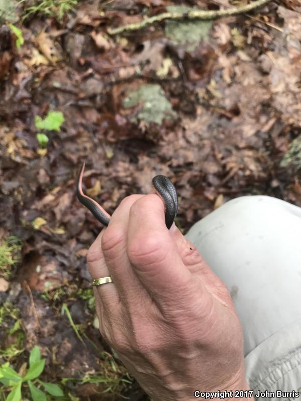 Western Wormsnake (Carphophis vermis)