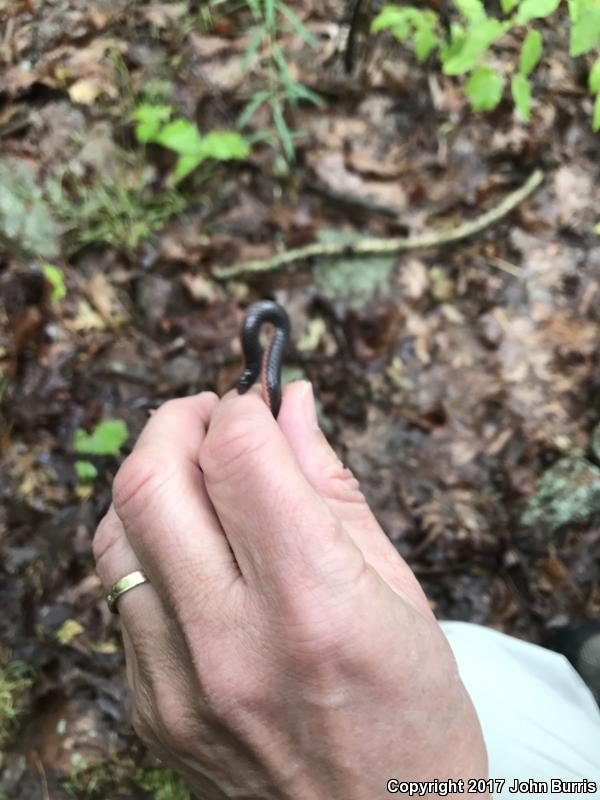 Western Wormsnake (Carphophis vermis)