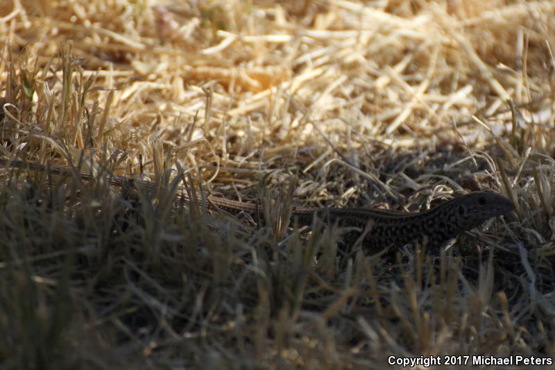 Southern Whiptail (Aspidoscelis tigris punctilinealis)