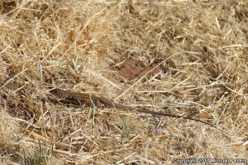 Southern Whiptail (Aspidoscelis tigris punctilinealis)