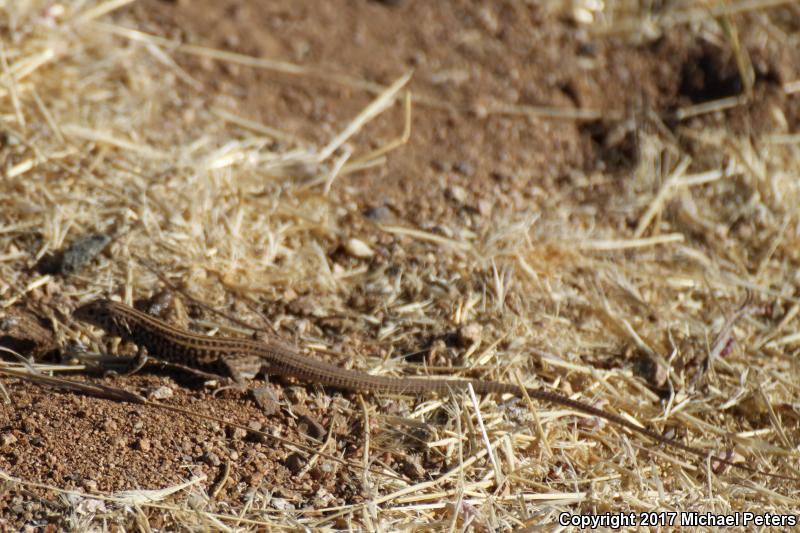 Southern Whiptail (Aspidoscelis tigris punctilinealis)