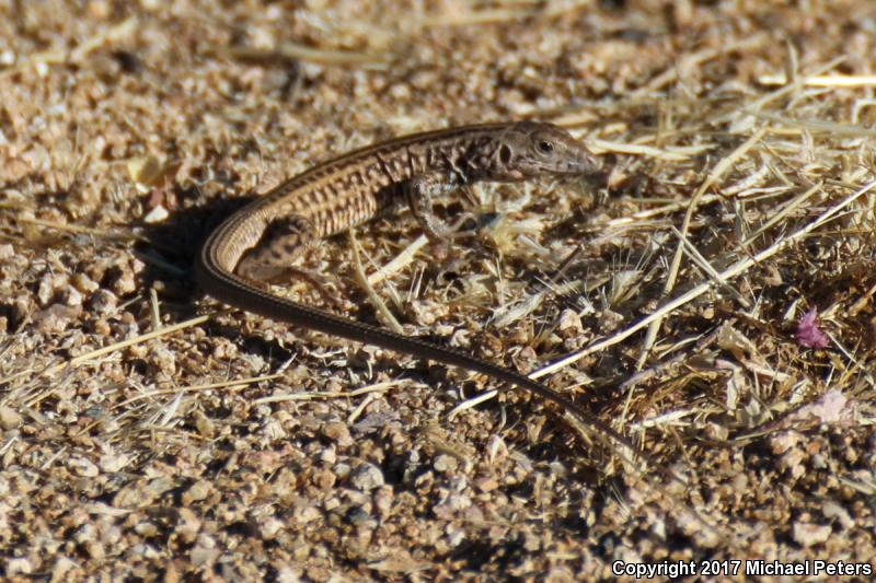 Southern Whiptail (Aspidoscelis tigris punctilinealis)