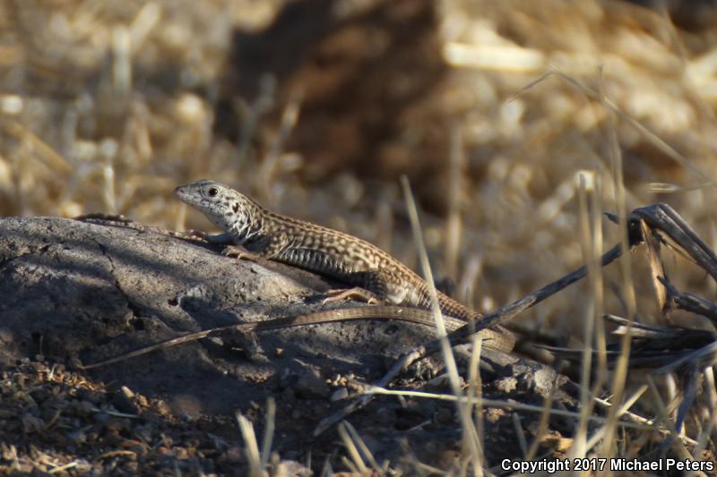 Southern Whiptail (Aspidoscelis tigris punctilinealis)