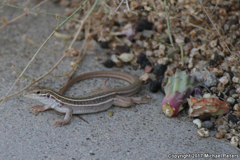 Gila Spotted Whiptail (Aspidoscelis flagellicauda)