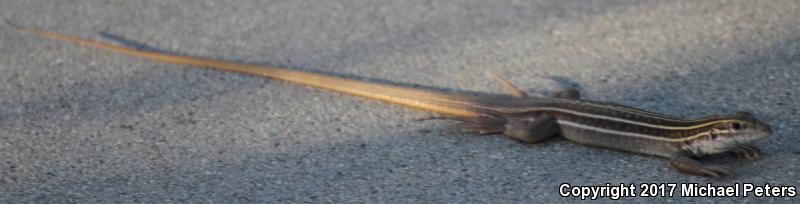 Gila Spotted Whiptail (Aspidoscelis flagellicauda)