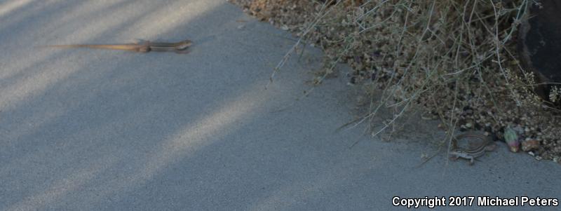 Gila Spotted Whiptail (Aspidoscelis flagellicauda)