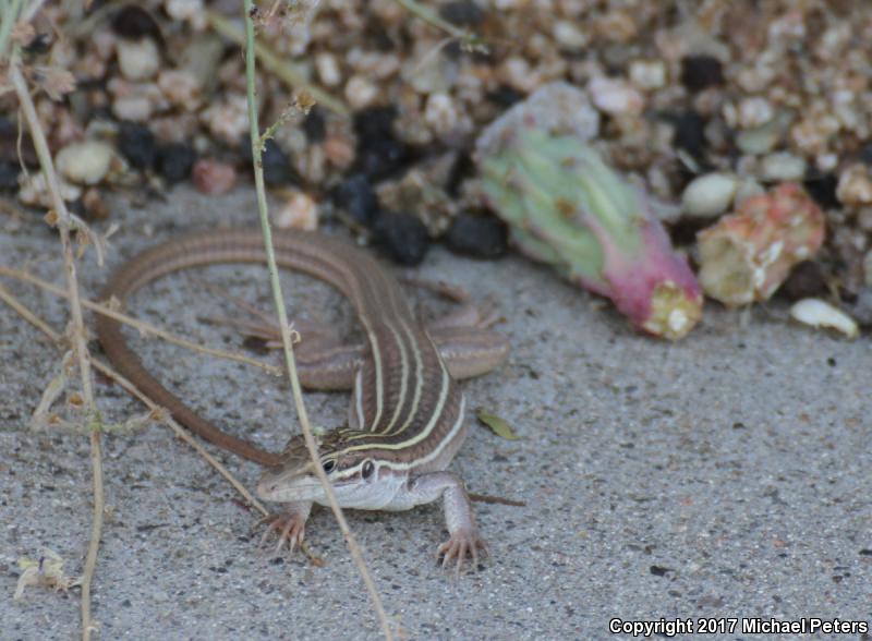 Gila Spotted Whiptail (Aspidoscelis flagellicauda)