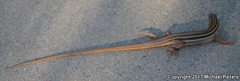 Gila Spotted Whiptail (Aspidoscelis flagellicauda)