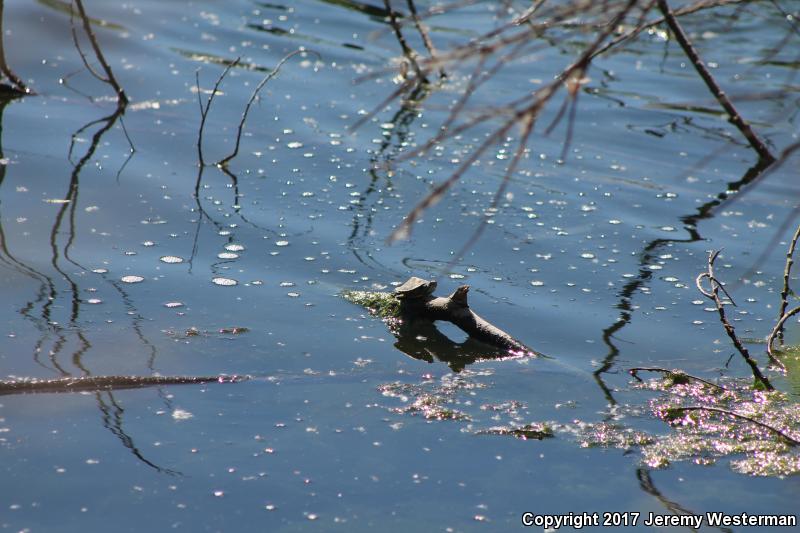 Mississippi Map Turtle (Graptemys pseudogeographica kohnii)