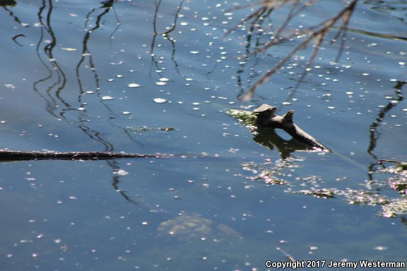 Mississippi Map Turtle (Graptemys pseudogeographica kohnii)