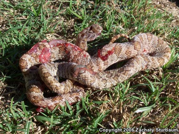 Western Lyresnake (Trimorphodon biscutatus)