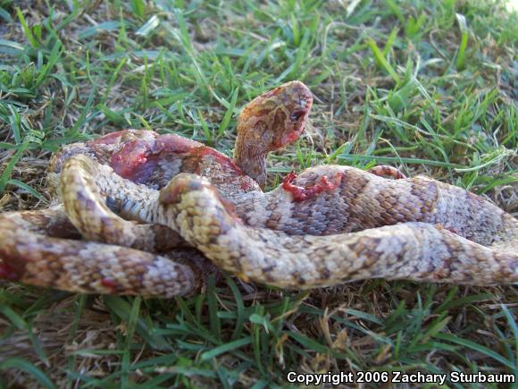 Western Lyresnake (Trimorphodon biscutatus)