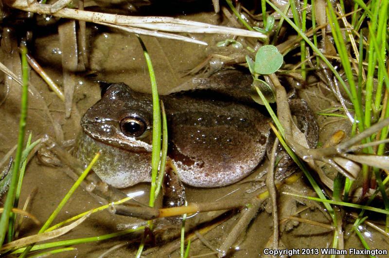 Baja California Treefrog (Pseudacris hypochondriaca)