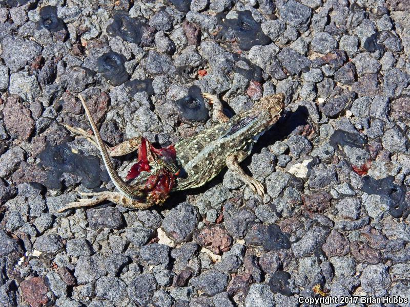 Great Plains Earless Lizard (Holbrookia maculata maculata)