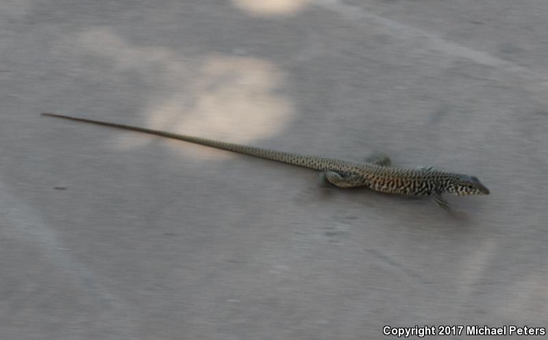 Coastal Whiptail (Aspidoscelis tigris stejnegeri)