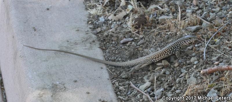 Coastal Whiptail (Aspidoscelis tigris stejnegeri)