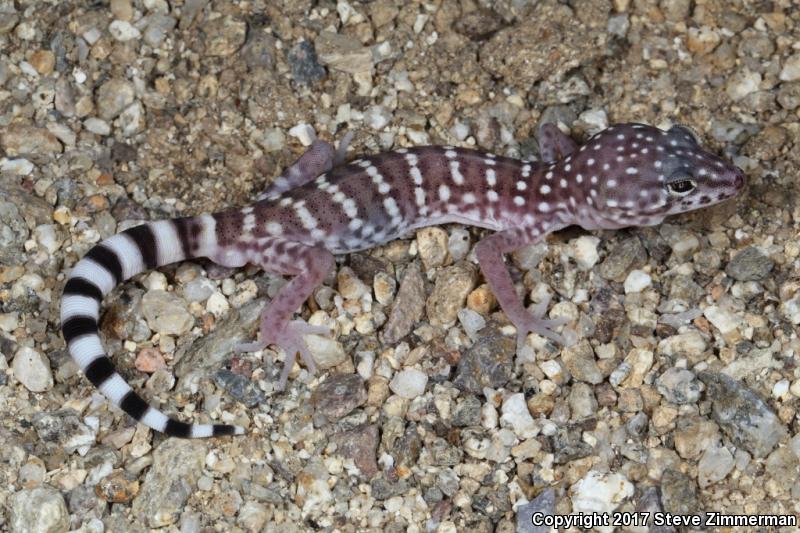 Penninsular Banded Gecko (Coleonyx switaki)