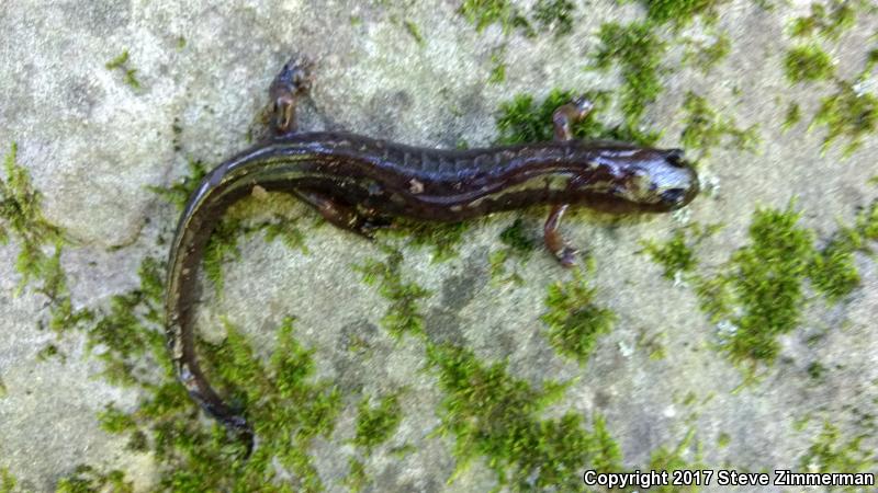 Ouachita Dusky Salamander (Desmognathus brimleyorum)