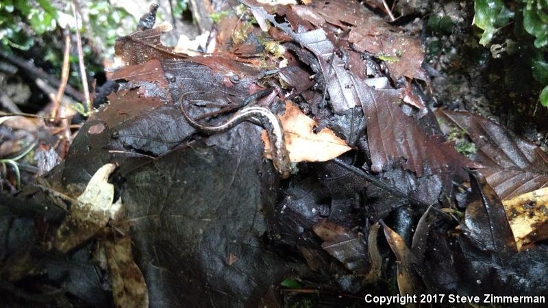 Apalachicola Dusky Salamander (Desmognathus apalachicolae)