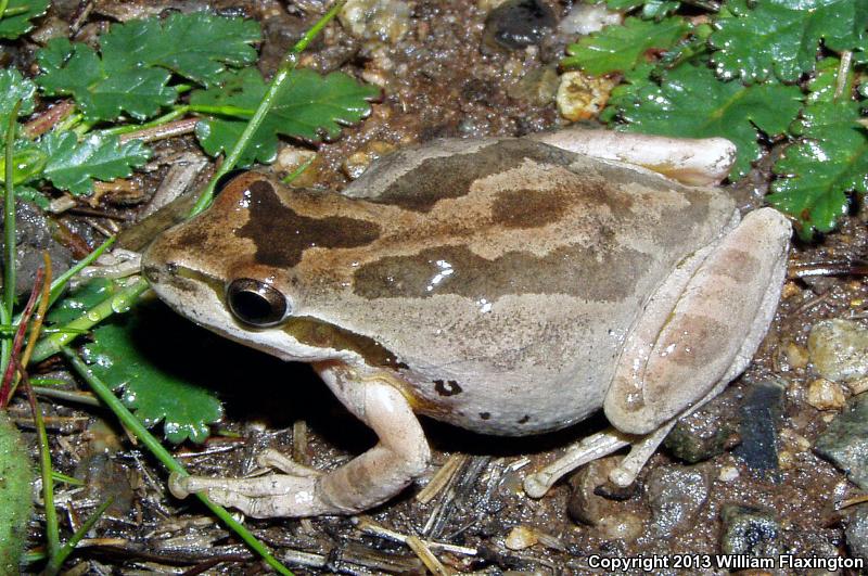 Baja California Treefrog (Pseudacris hypochondriaca)