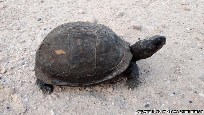 Gulf Coast Box Turtle (Terrapene carolina major)