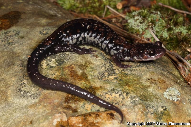 Rich Mountain Salamander (Plethodon ouachitae)