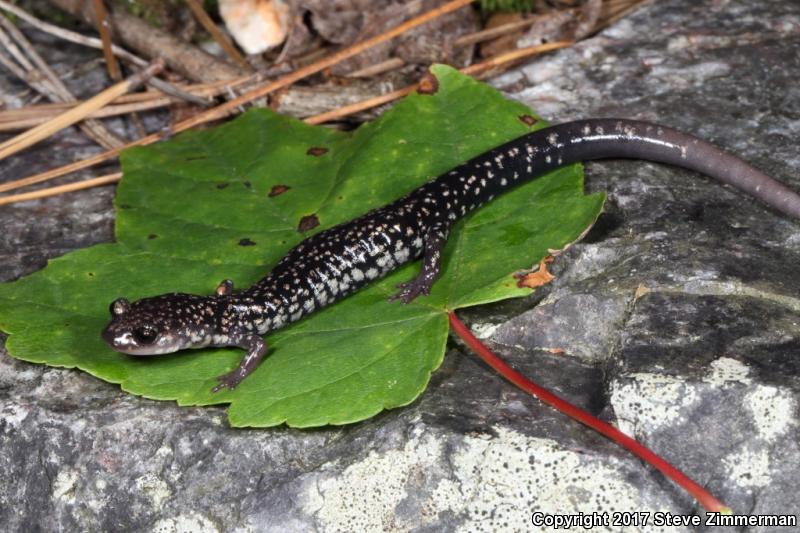 Caddo Mountain Salamander (Plethodon caddoensis)