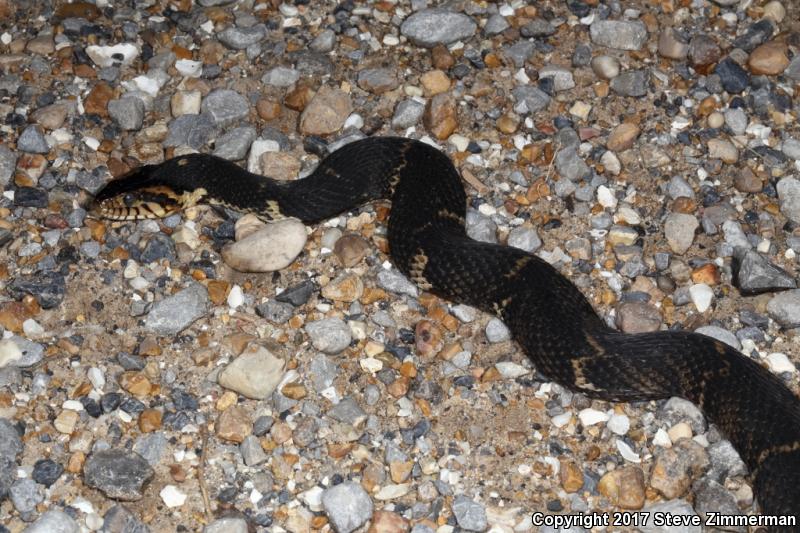 Broad-banded Watersnake (Nerodia fasciata confluens)