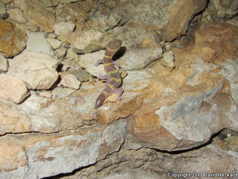 Texas Banded Gecko (Coleonyx brevis)