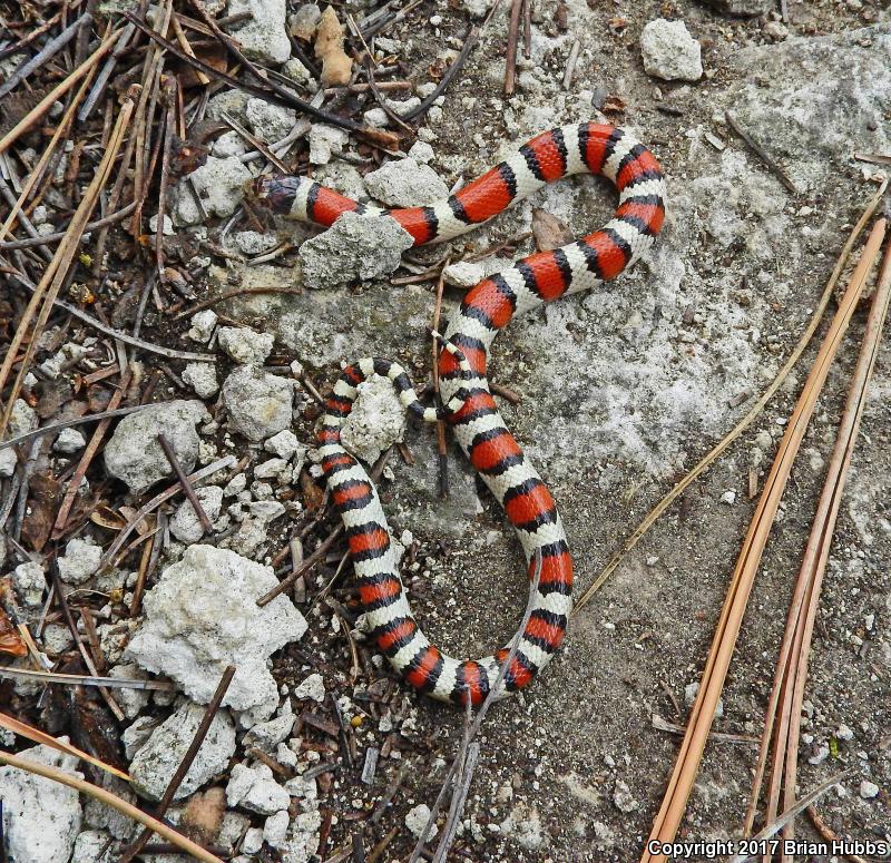 Pale Milksnake (Lampropeltis triangulum multistriata)