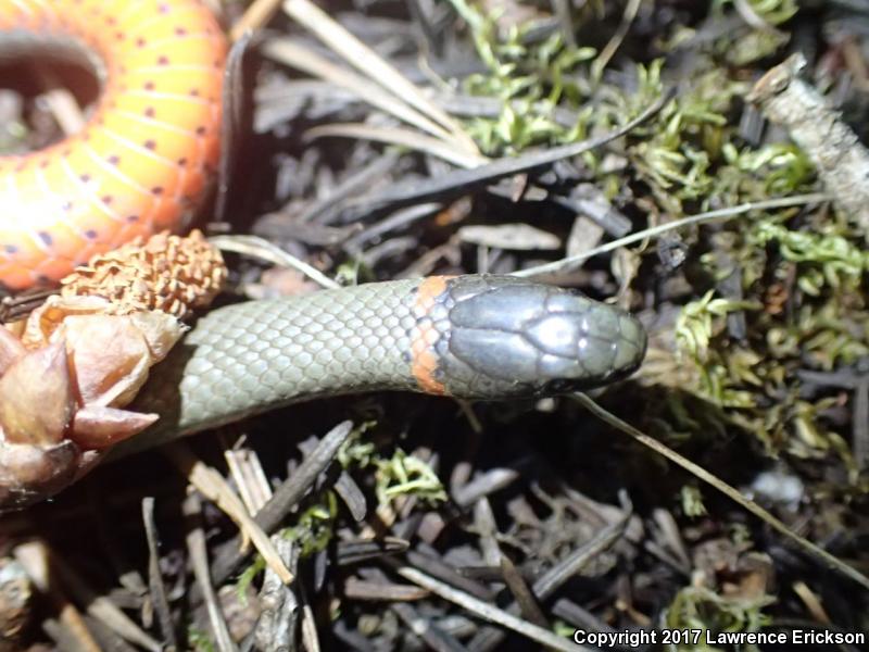 Pacific Ring-necked Snake (Diadophis punctatus amabilis)
