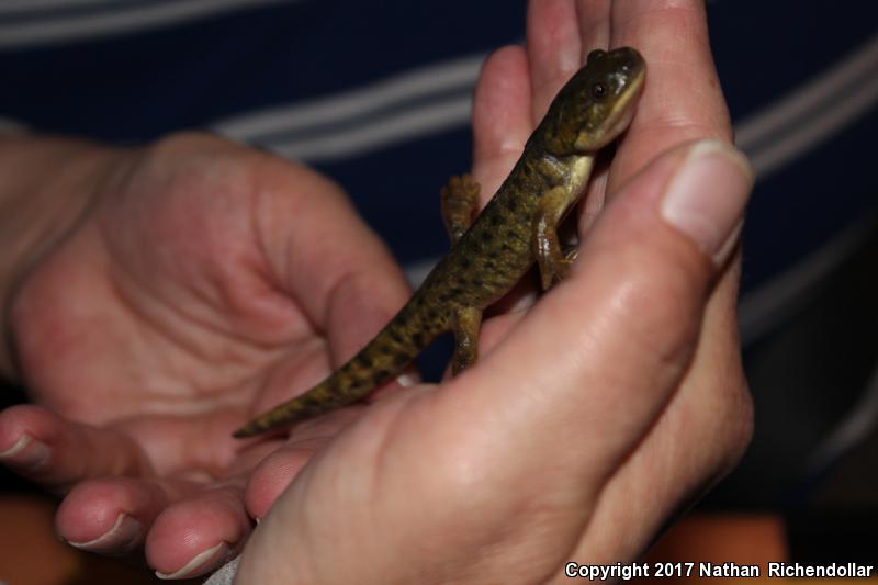 Blotched Tiger Salamander (Ambystoma mavortium melanostictum)