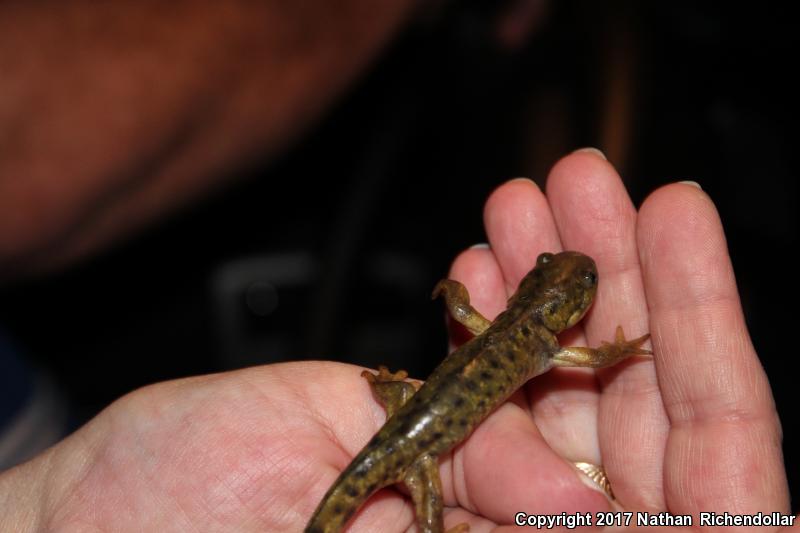 Blotched Tiger Salamander (Ambystoma mavortium melanostictum)