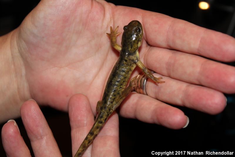 Blotched Tiger Salamander (Ambystoma mavortium melanostictum)