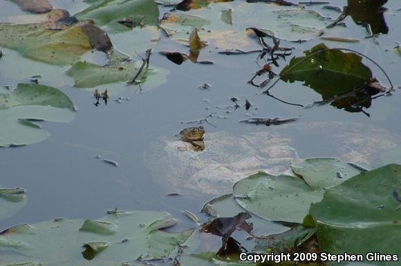 American Bullfrog (Lithobates catesbeianus)