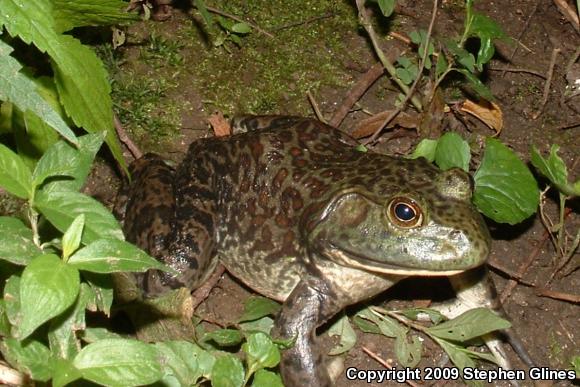 American Bullfrog (Lithobates catesbeianus)