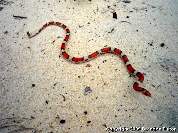 Northern  Scarletsnake (Cemophora coccinea copei)