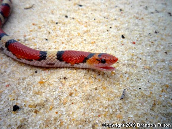 Northern  Scarletsnake (Cemophora coccinea copei)