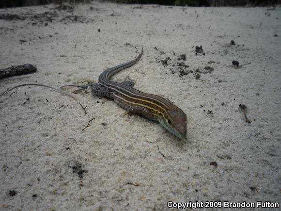 Six-lined Racerunner (Aspidoscelis sexlineata sexlineata)