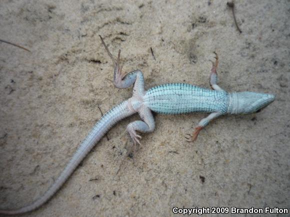 Six-lined Racerunner (Aspidoscelis sexlineata sexlineata)