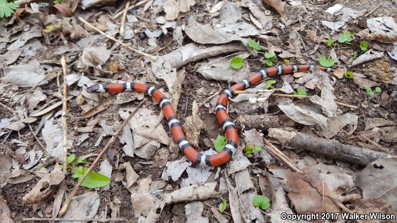 Louisiana Milksnake (Lampropeltis triangulum amaura)