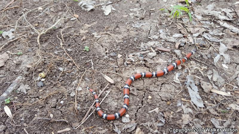 Louisiana Milksnake (Lampropeltis triangulum amaura)