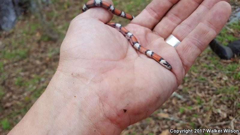 Louisiana Milksnake (Lampropeltis triangulum amaura)