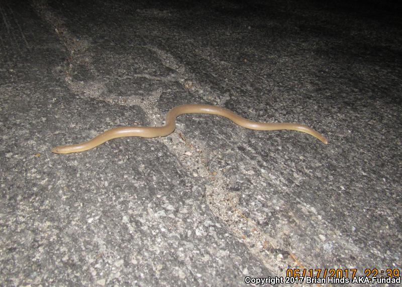 Southern Rubber Boa (Charina umbratica)