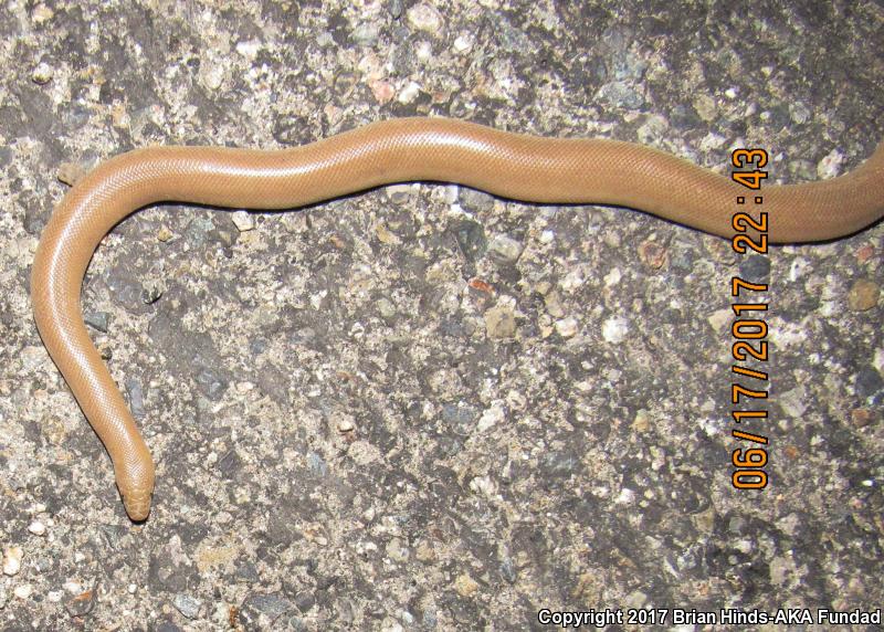 Southern Rubber Boa (Charina umbratica)