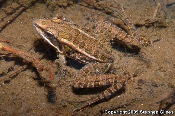 Pickerel Frog (Lithobates palustris)