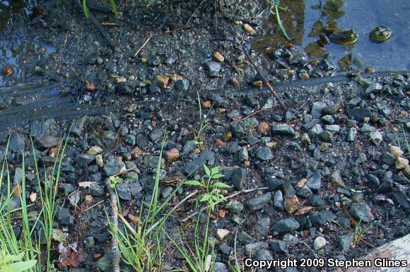 Pickerel Frog (Lithobates palustris)