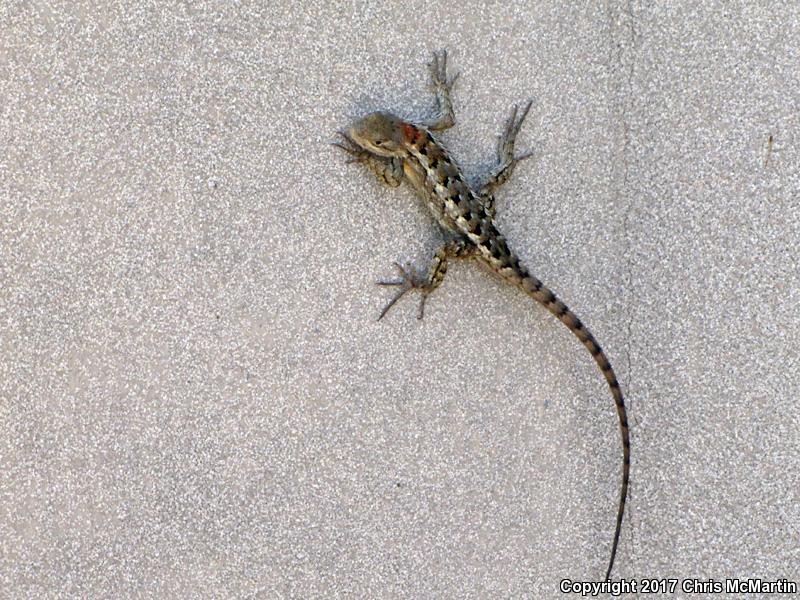 Texas Spiny Lizard (Sceloporus olivaceus)