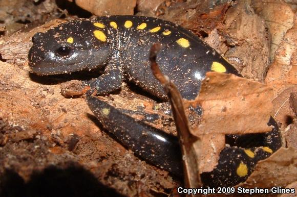 Spotted Salamander (Ambystoma maculatum)